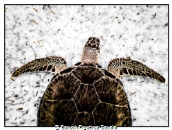 Green Turtle in Akumal Bay, Mexico by Baruch Figueroa-Zavala 